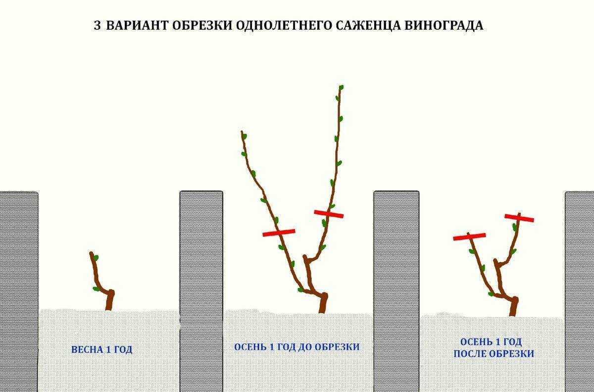 Летняя обрезка винограда: как провести зелёные операции