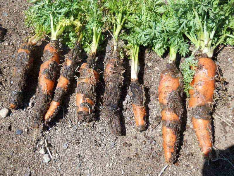Чем обрабатывать морковь от вредителей