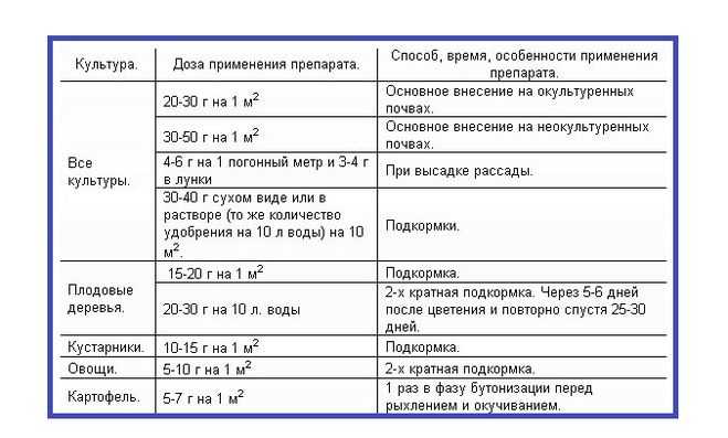 Голубика на садовом участке