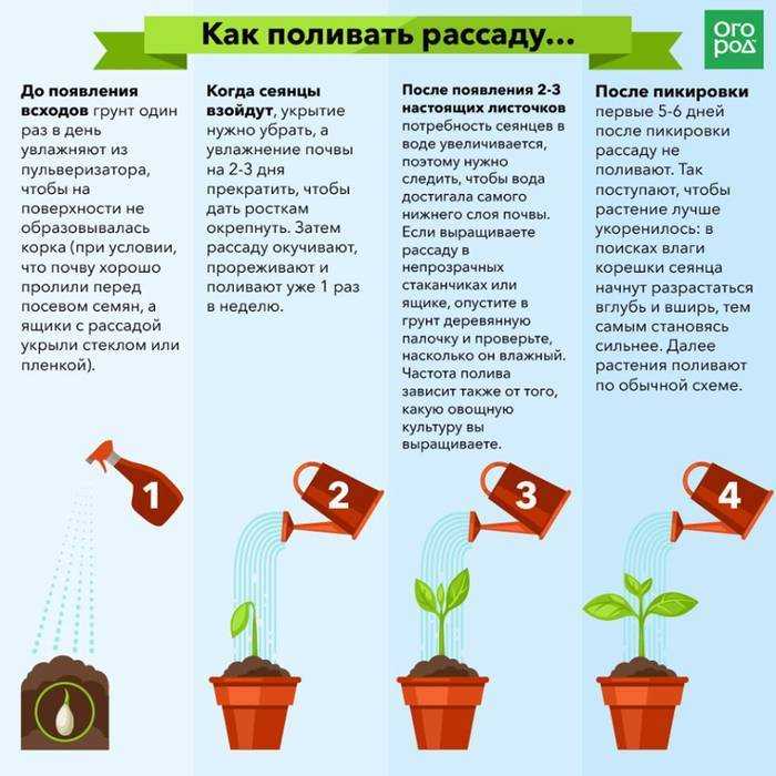 Как поливать огурцы в теплице из поликарбоната, после посадки, во время цветения, в период плодоношения