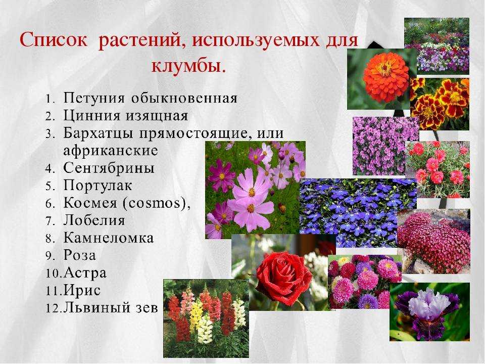 Осенние цветы для сада и огорода многолетники фото с названиями