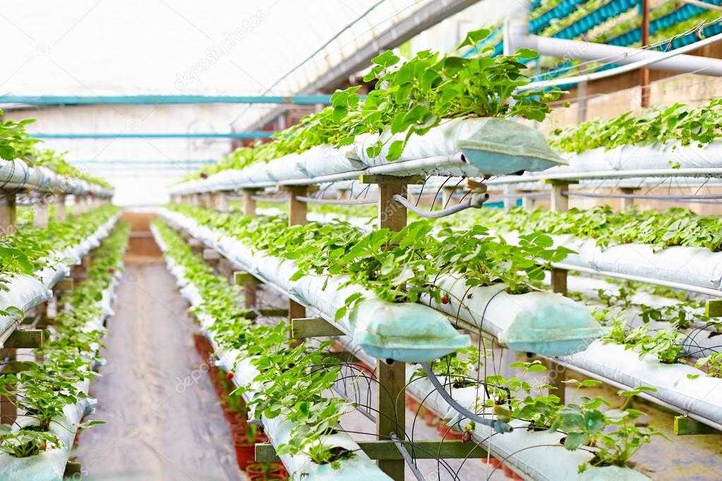 Выращивание ремонтантной земляники садовой и её лучшие сорта. фото — ботаничка