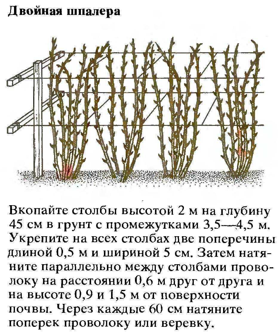 Фундук — посадка, уход и выращивание в саду