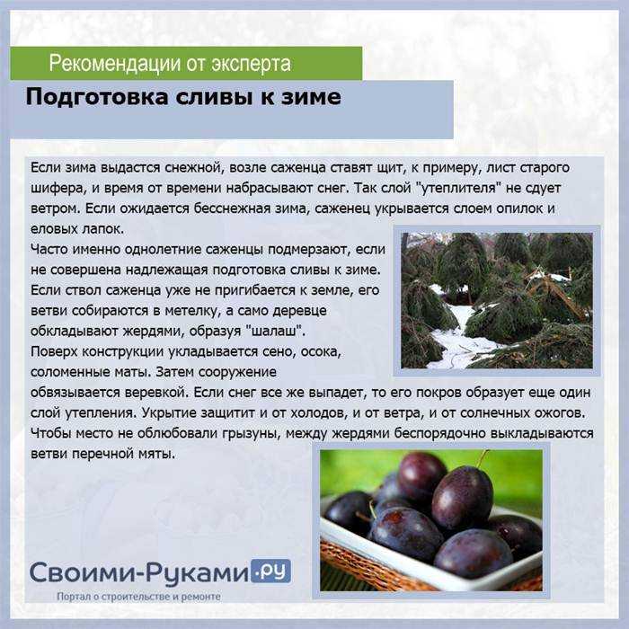 Уход за сливой круглый год | садоводство24