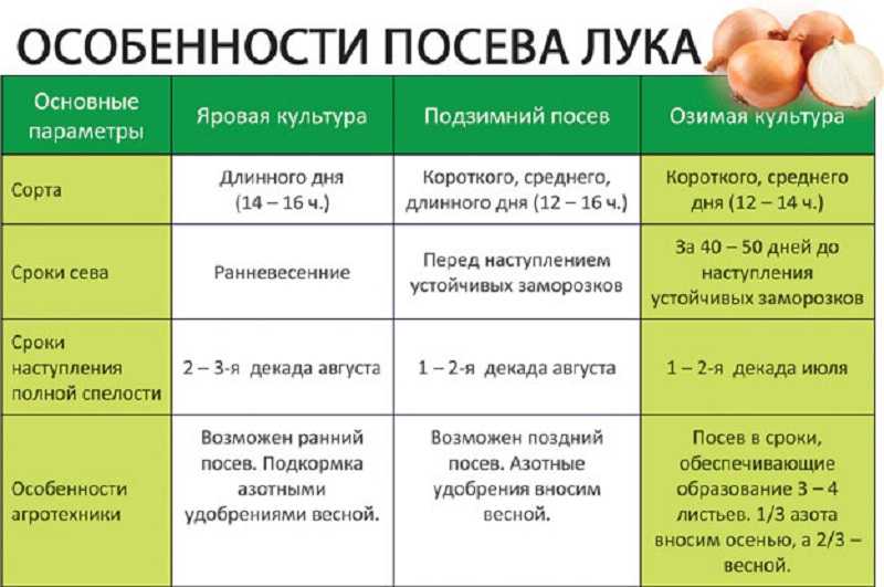 Репчатый лук под зиму: когда сажать, лучшие сорта, подготовка грядок