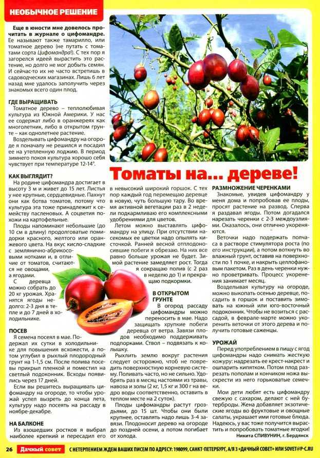 Томат цифомандра: описание, отзывы, фото, урожайность