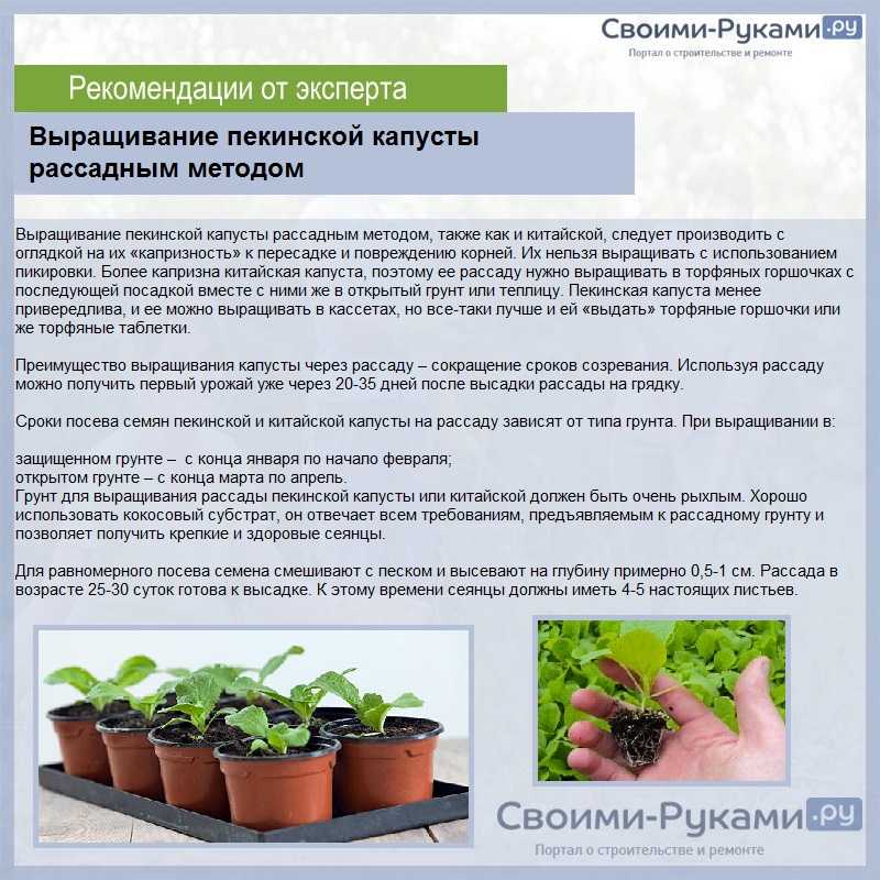 Выращивание брокколи в открытом грунте из семян: когда сажать на рассаду в 2022 году |
