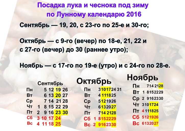 Руководство по выращиванию ярового и озимого чеснока в открытом грунте: посадка, уход, подкормка