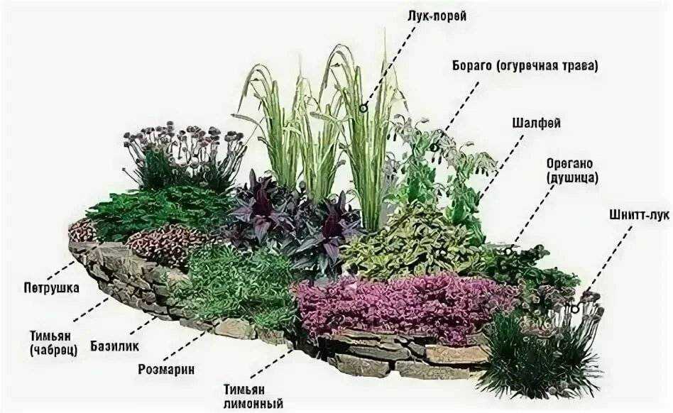 Декоративная трава для сада и клумбы: виды и особенности ухода