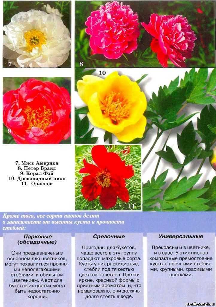 Пионы: сорта с фото и названиями