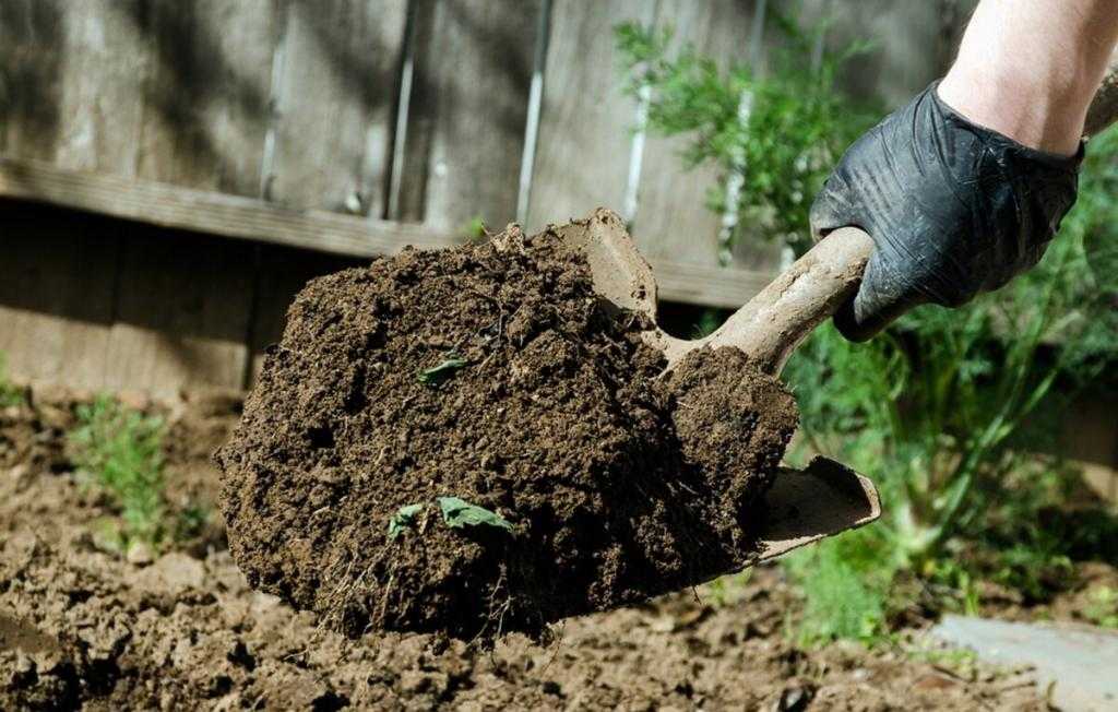 Удобрения осенью под перекопку – какие и как вносить | огородникам инфо