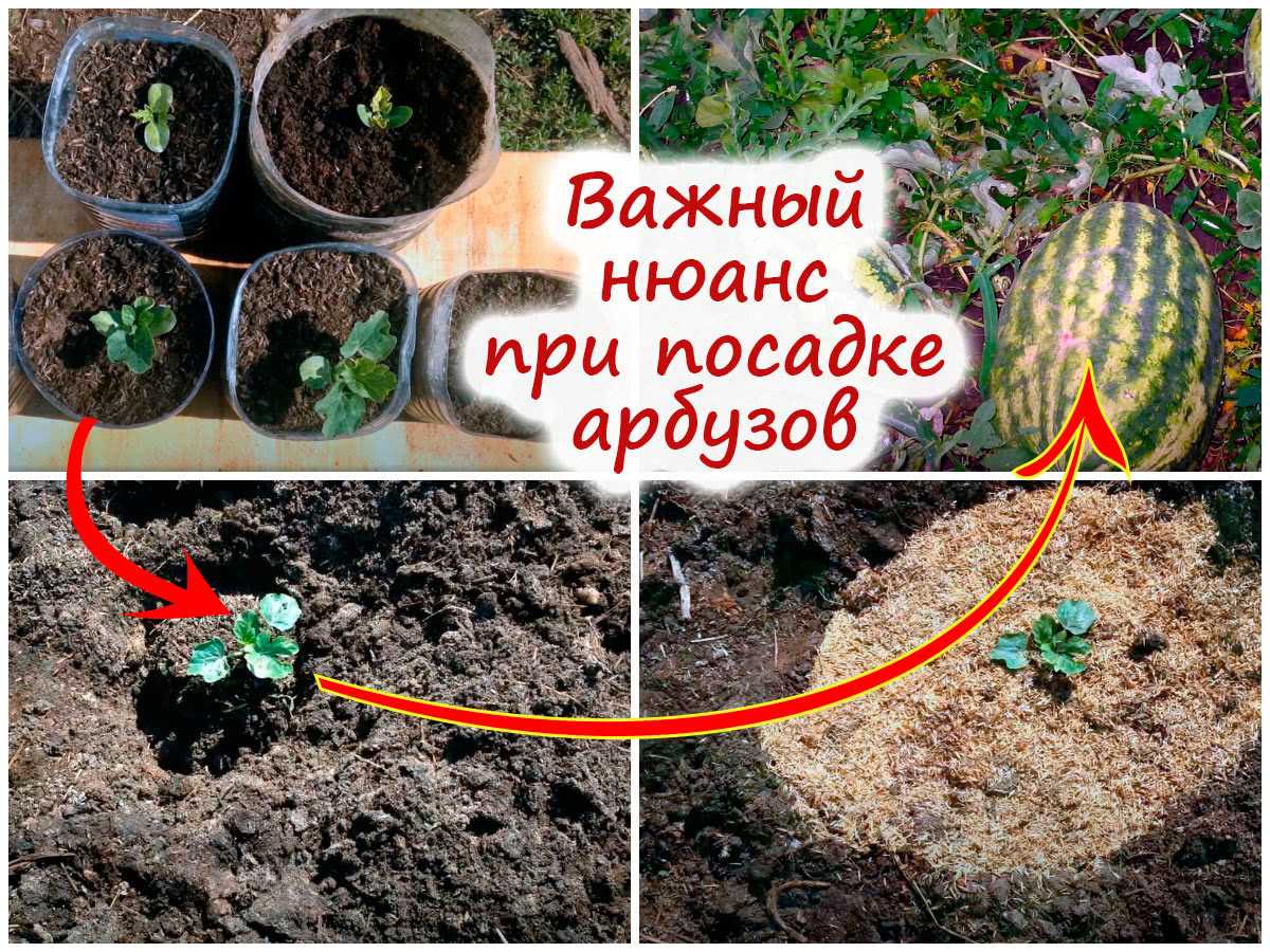 Дыня: как правильно и когда сажать на рассаду в 2023 году, уход и сорта для сибири, урала и подмосковья