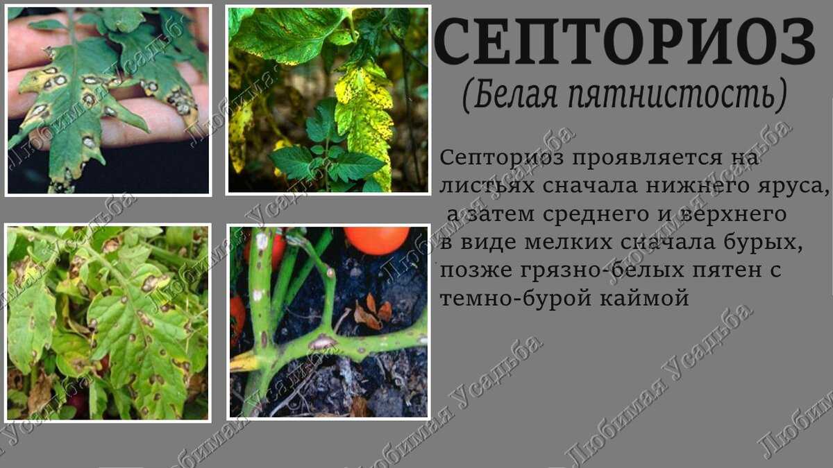 Бурая пятнистость или кладоспориоз – описание заболевания с фото и способы борьбы