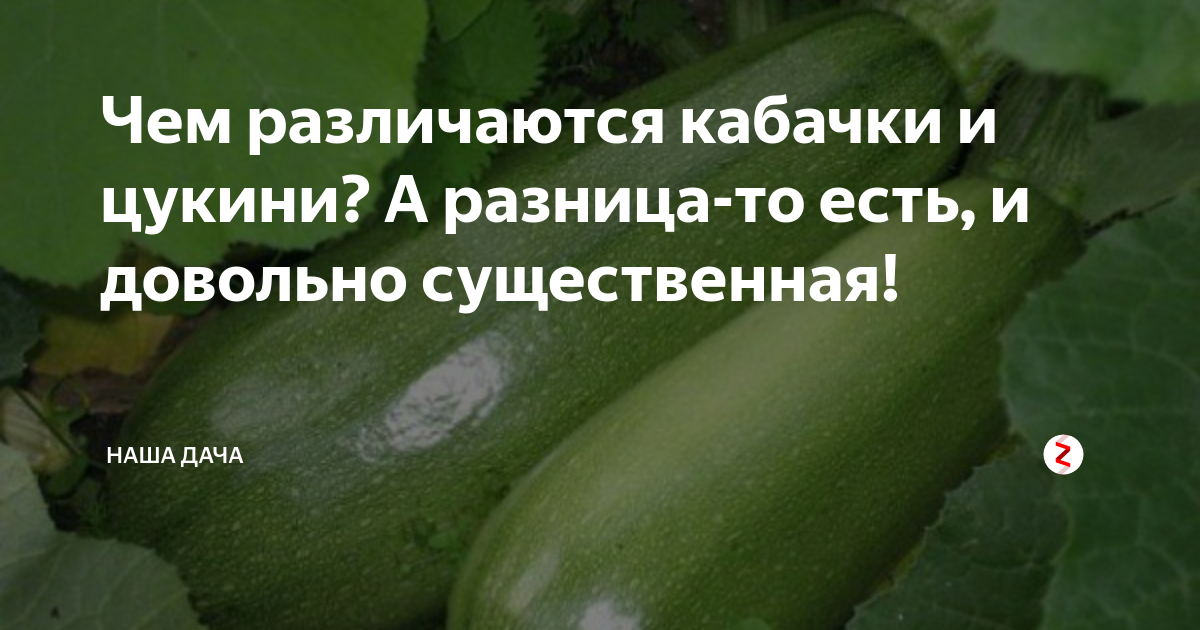 Чем отличаются по вкусу цукини и кабачки и по каким признакам можно их отличить