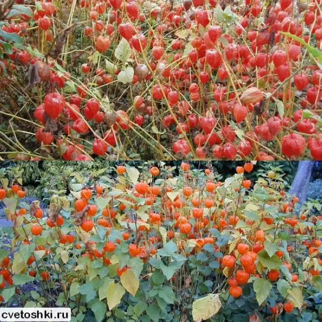 Физалис десертный: выращивание и уход, фото