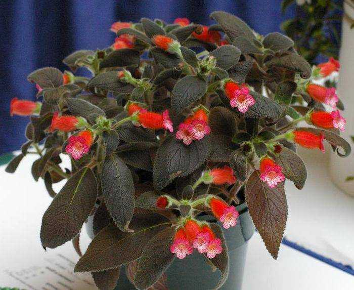 Колерия (kohleria): уход, фото, виды