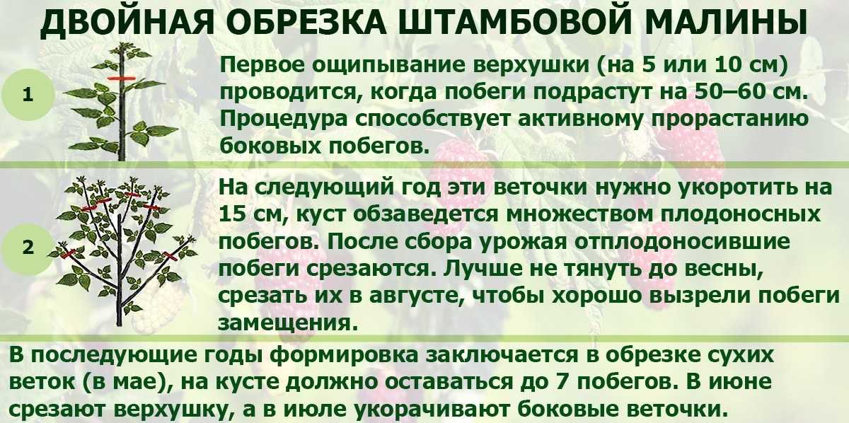 Двойная обрезка при выращивании кустов малины: как увеличить урожайность по методу александра соболева
