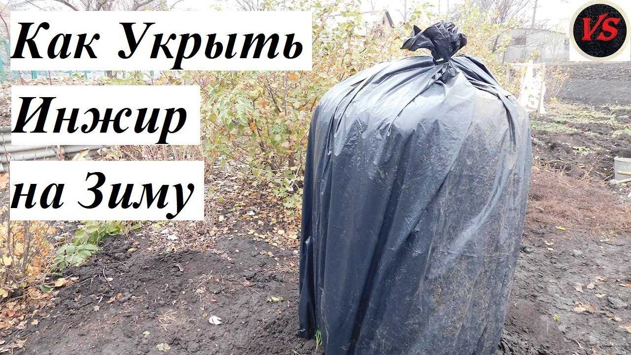 Как укрыть инжир на зиму: уход осенью, правильная подготовка растения к зимовке в подмосковье, крыму, на юге, кубани