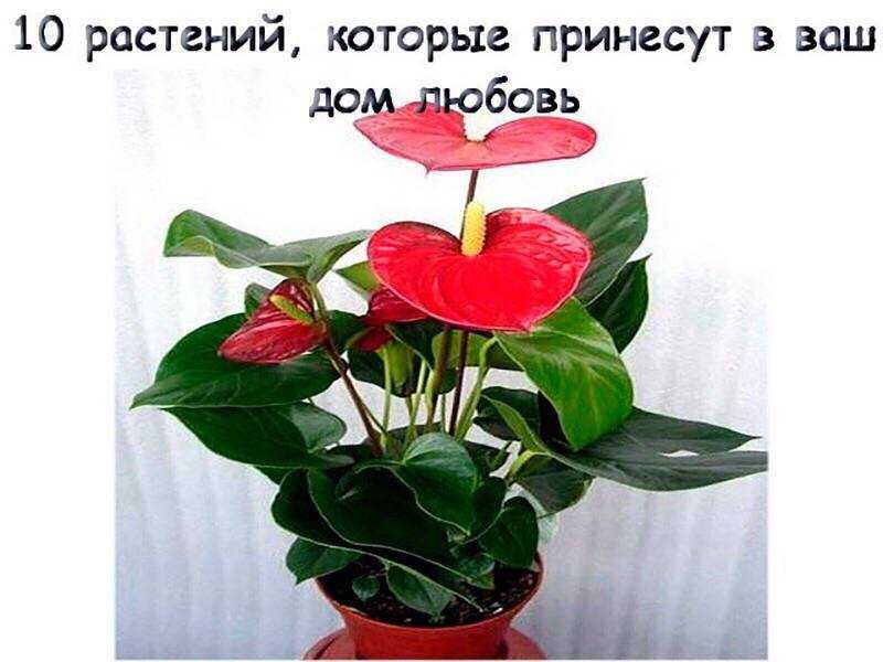 Топ-13 цветов для дома, которые несут любовь, деньги добро