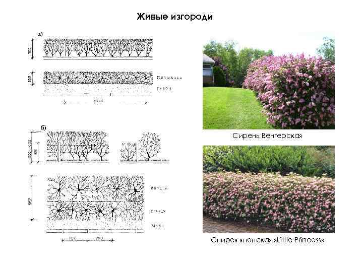 Как и когда правильно посадить пузыреплодник калинолистный весной в открытый грунт