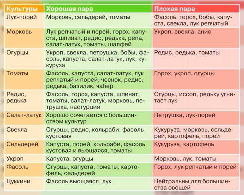 Кабачок: какие культуры после него сажать можно, а какие нельзя