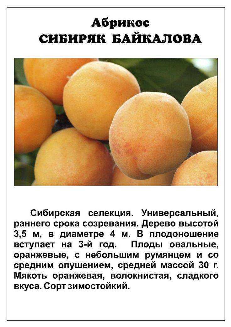 Абрикос "фаворит": описание сорта, фото, отзывы