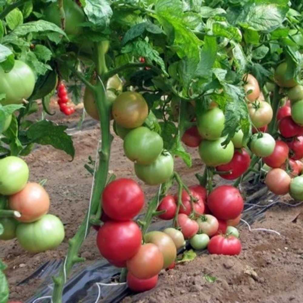 Томат абаканский розовый: отличный сорт для употребления на месте