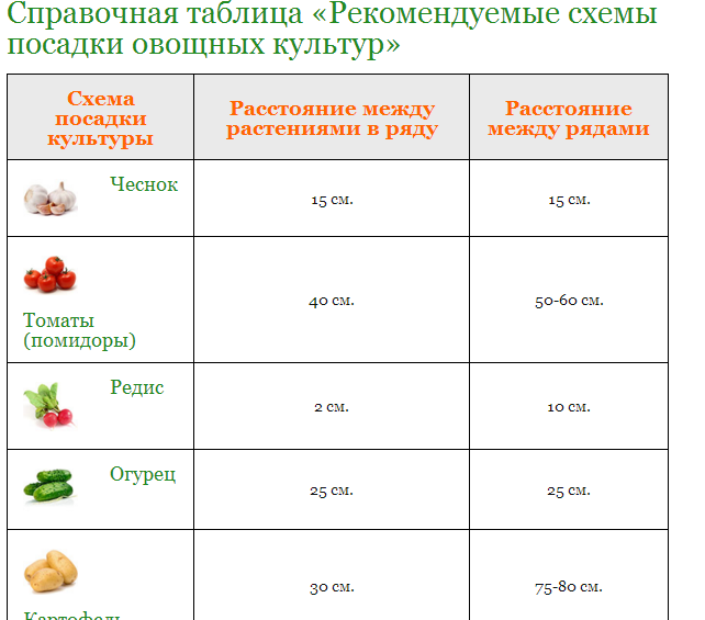 Схема посадки моркови на грядке семенами в открытый