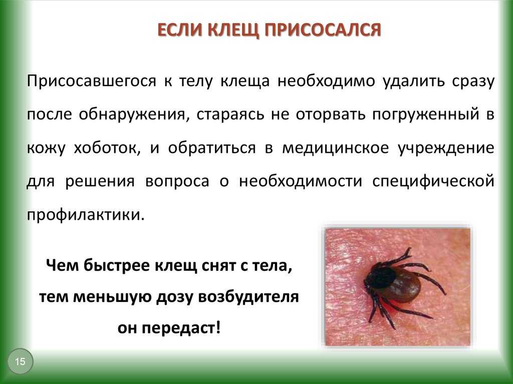 Почвенные клещи в комнатных цветах: откуда берутся, методы борьбы