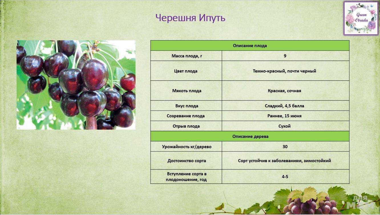 Черешня ипуть: описание и характеристика сорта, фото и отзывы, достоинства и недостатки, особенности посадки и ухода