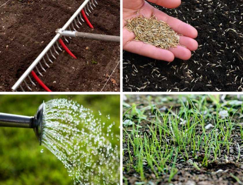 Газонная трава: когда сажать газонную траву своими руками - весной или осенью? когда сеять, расход семян