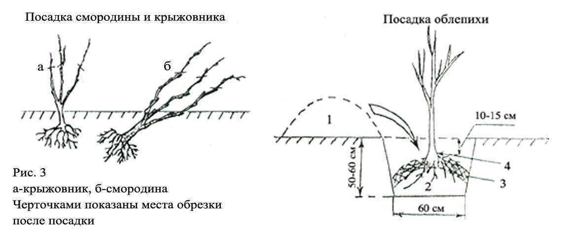 Особенности посадки ежевики весной и осенью, уход после высадки