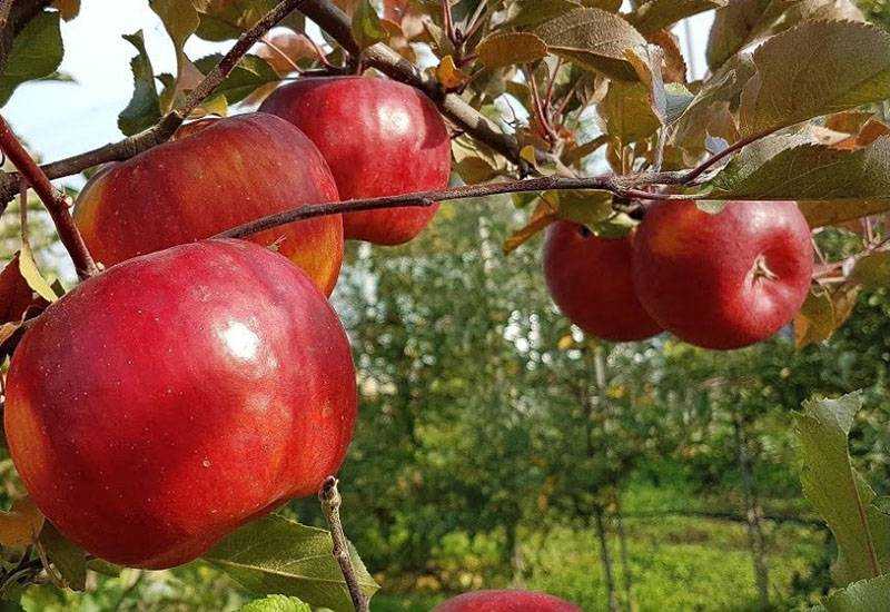 Сладкие сорта яблонь для средней полосы. Позднезимние сорта яблонь. Яблоня чешский Рубин. Яблоня позднезимние сорта для Поволжья. Яблоня Дубовка.