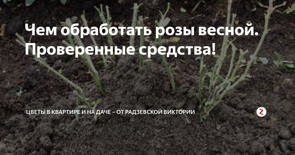 Розы после зимы: как ухаживать, чем подкормить, чтобы розы пышно и красиво цвели