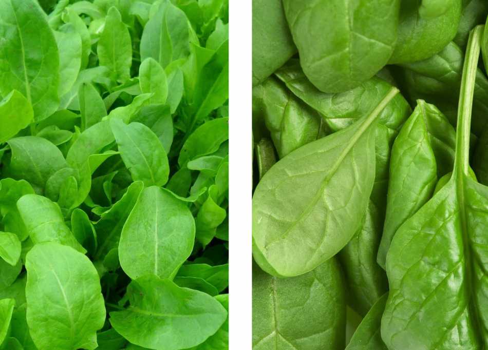 Пищевая ценность продуктов на 100 грамм, таблица пищевой ценности продуктов питания