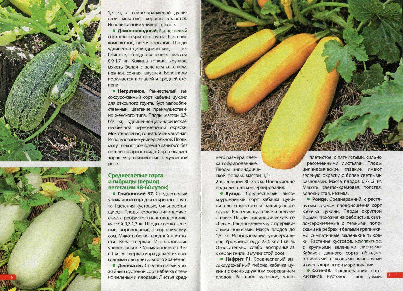 Лучшие сорта кабачков для открытого грунта. как выбрать нужный?