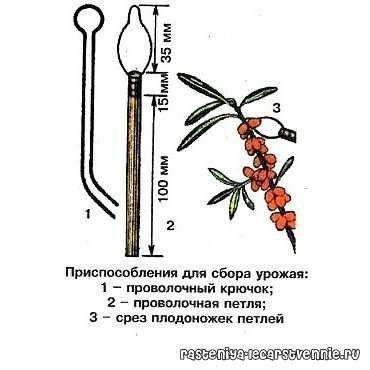Можно ли собирать облепиху вдоль дороги
