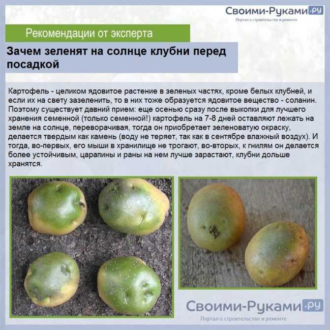 Подготовка семян картофеля к посадке