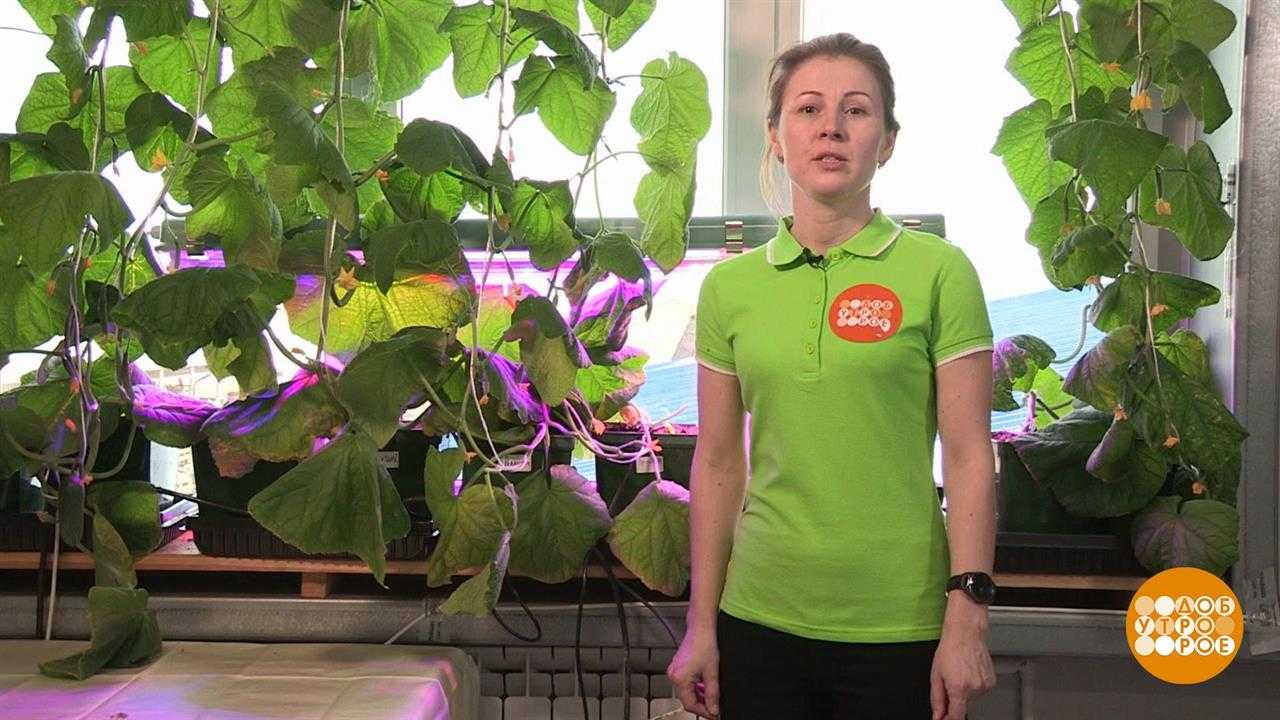 Выращивание огурцов в открытом грунте от а до я видео