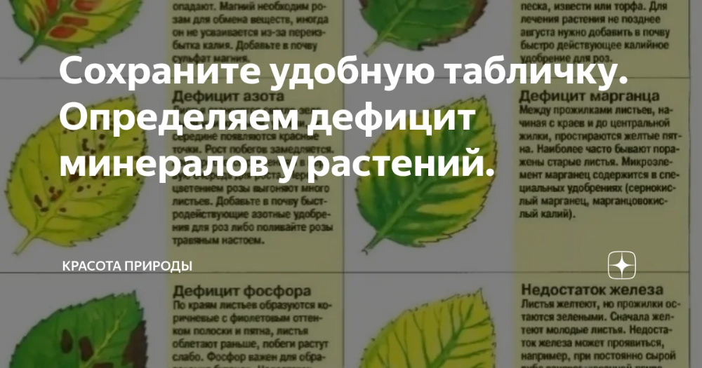 Недостаток элементов питания у роз, основные признаки | розоцвет