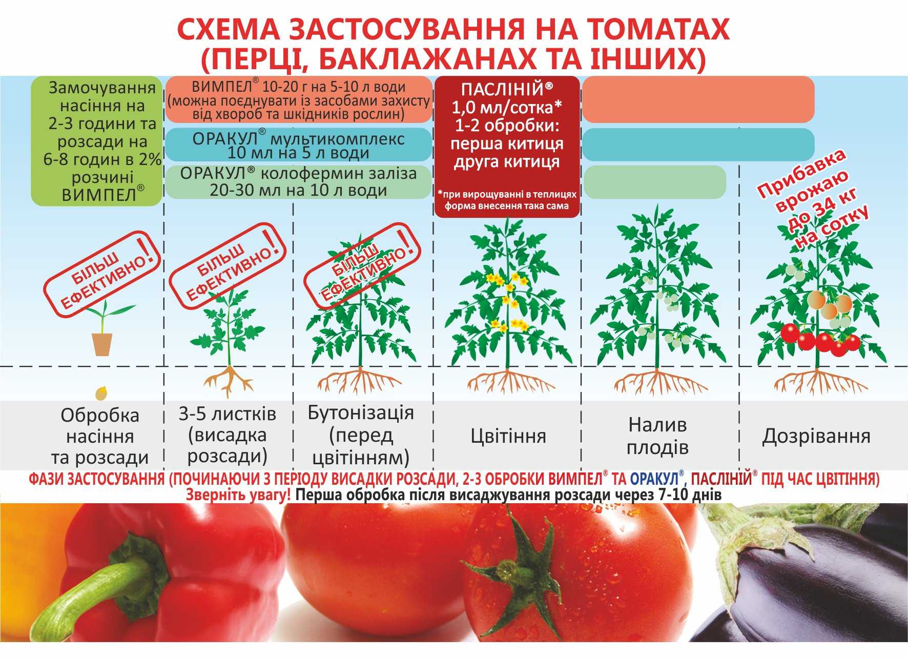 Сорта томатов для теплиц