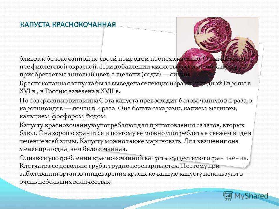 Посев краснокочанной капусты на рассаду и в открытый грунт 2023 году: благоприятные дни
