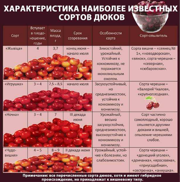 Чудо вишня: описание сорта, фото и полезные рекомендации