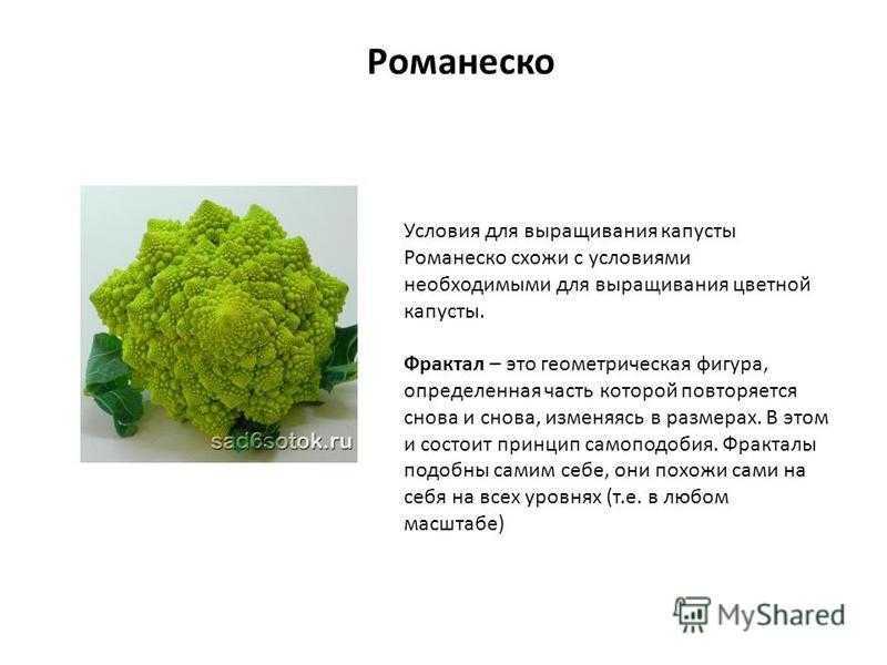 Выращивание брокколи от семян до урожая