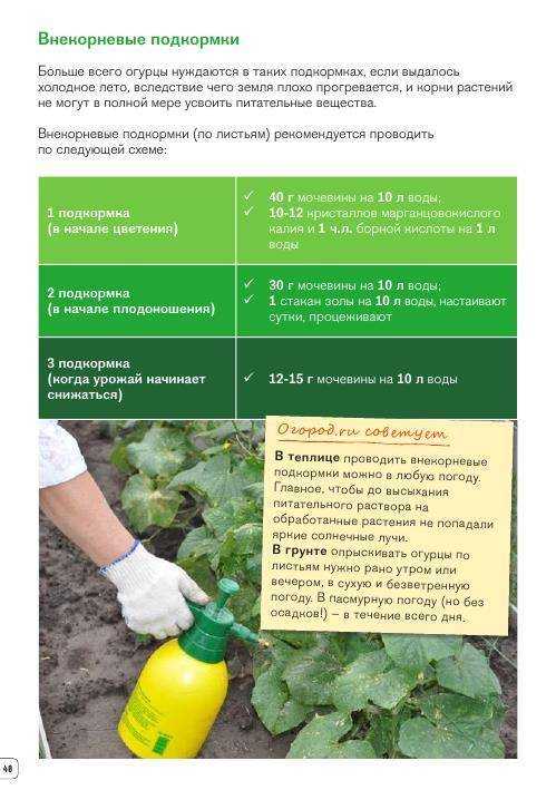 Чтобы томаты радовали урожаем, после высадки их надо подкормить: чем и как
