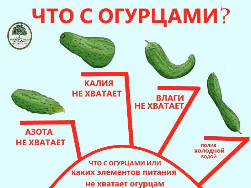 Почему огурцы растут кривые (крючком), что делать - чего не хватает и чем подкормить