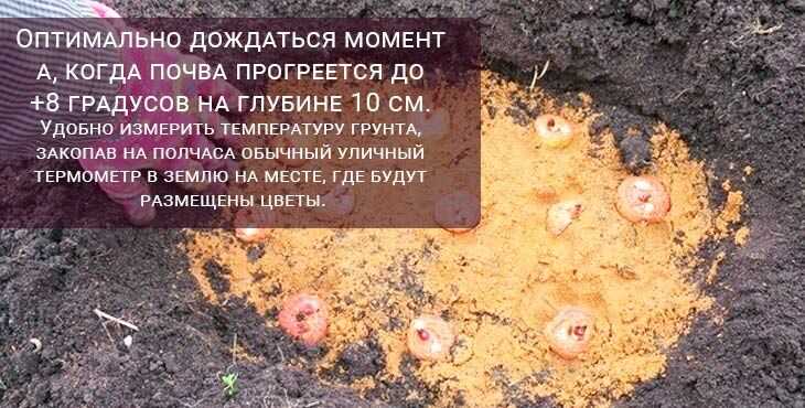 Посадка гладиолусов