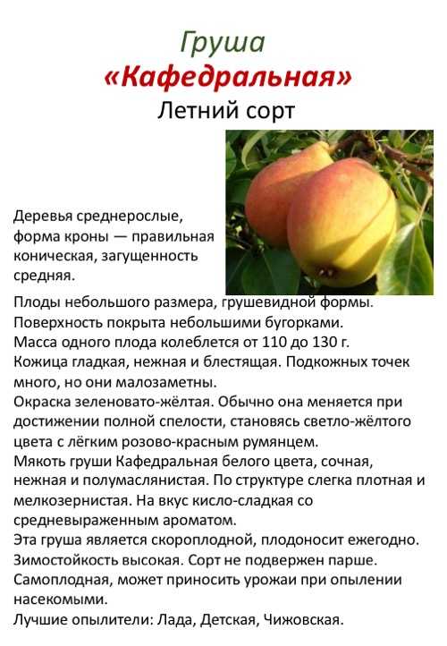 Описание груши сорта Кафедральная Все нюансы по посадке и уходу, достоинства и недостатки Борьба с болезнями и вредителями Отзывы садоводов