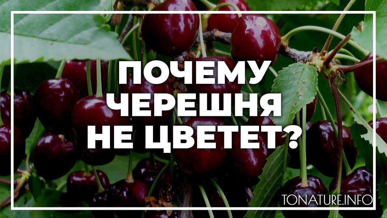 Всё о дюках — гибридах вишни и черешни. описание, выращивание, сорта. фото — ботаничка