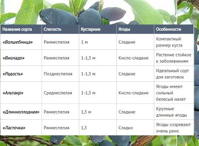 Сезонная подкормка жимолости: что использовать весной, летом и осенью